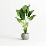 House Plants